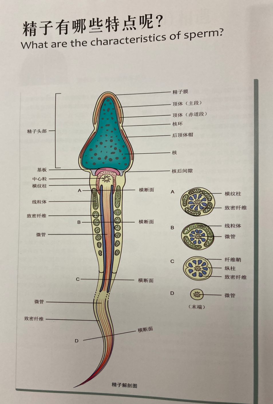 精子窝最新网站介绍与功能解析